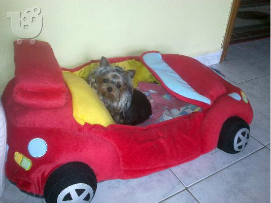 Yorkshire terrier απο πολυ μικρους γονεις